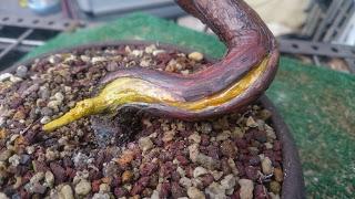 Junipero semi cascada