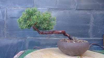 Junipero semi cascada