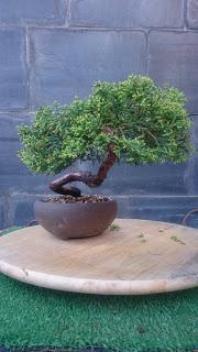 Junipero semi cascada