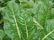 Pero, ¿Qué significa soñar acelgas?