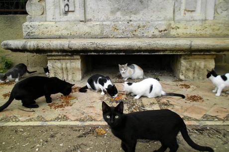 Gatos en el Jardín de Viveros