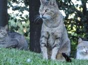 gatos Jardín Botánico Valencia otros)