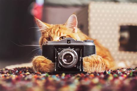 Ginger Cat Photography Kotleta Cutlet Kristina Makeeva Hobopeeba 1