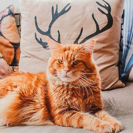 Ginger Cat Photography Kotleta Cutlet Kristina Makeeva Hobopeeba 19