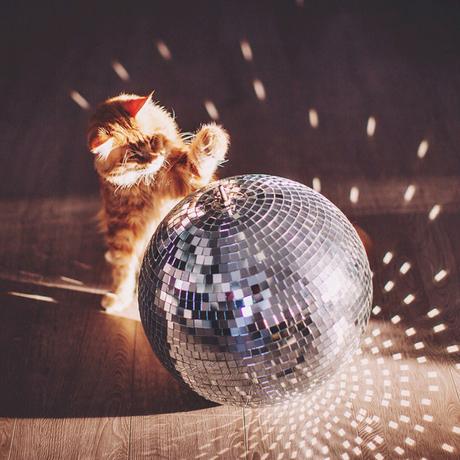 Ginger Cat Photography Kotleta Cutlet Kristina Makeeva Hobopeeba 43