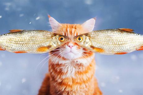 Ginger Cat Photography Kotleta Cutlet Kristina Makeeva Hobopeeba 4