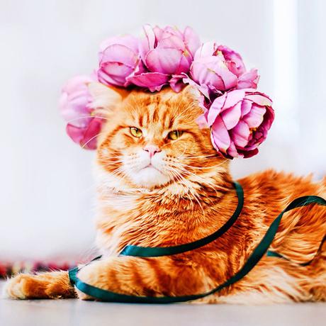 Ginger Cat Photography Kotleta Cutlet Kristina Makeeva Hobopeeba 14