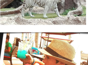 Photocollage: "Tigre blanco, cazador blanco"