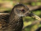 Juvenil Pardirallus maculatus