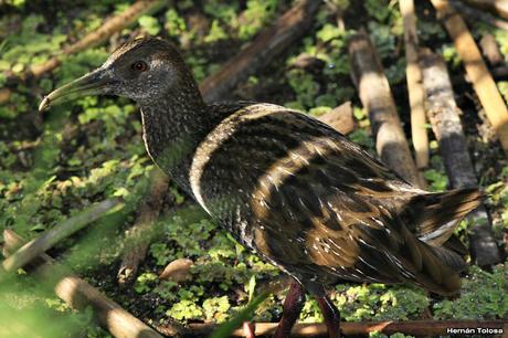 Juvenil de  Pardirallus maculatus