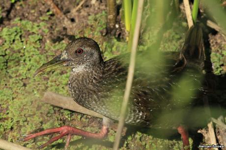 Juvenil de  Pardirallus maculatus