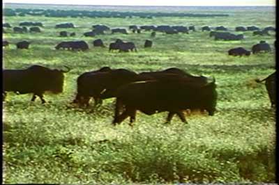 SACRIFICIO - Prof. G. Venkataraman