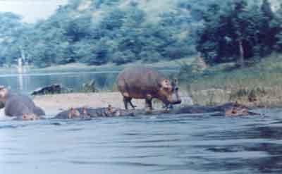 SACRIFICIO - Prof. G. Venkataraman