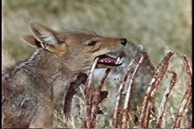 SACRIFICIO - Prof. G. Venkataraman