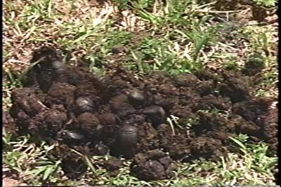 SACRIFICIO - Prof. G. Venkataraman