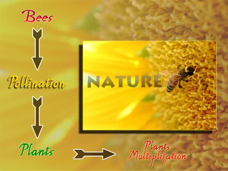 SACRIFICIO - Prof. G. Venkataraman