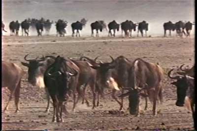 SACRIFICIO - Prof. G. Venkataraman