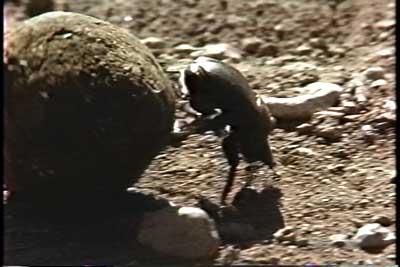 SACRIFICIO - Prof. G. Venkataraman