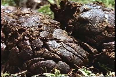 SACRIFICIO - Prof. G. Venkataraman