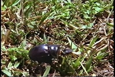 SACRIFICIO - Prof. G. Venkataraman