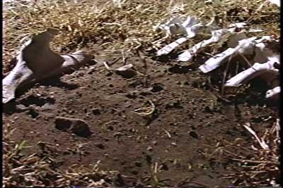 SACRIFICIO - Prof. G. Venkataraman