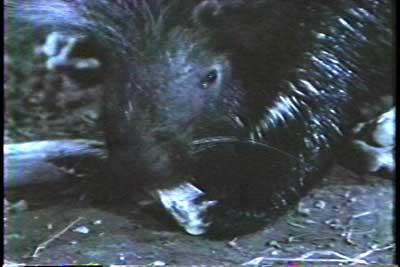 SACRIFICIO - Prof. G. Venkataraman