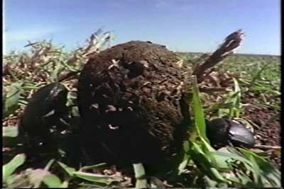 SACRIFICIO - Prof. G. Venkataraman