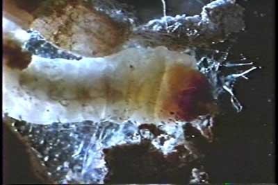 SACRIFICIO - Prof. G. Venkataraman