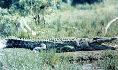 SACRIFICIO - Prof. G. Venkataraman