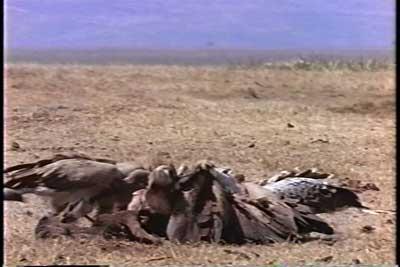 SACRIFICIO - Prof. G. Venkataraman