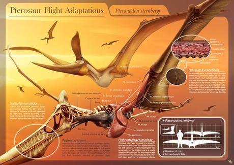 Mitos e ideas falsas de los pterosaurios Mitos e ideas falsas de los pterosaurios