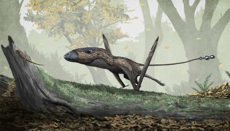 Mitos e ideas falsas de los pterosaurios
