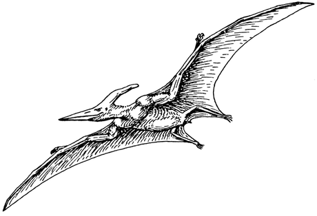 Mitos e ideas falsas de los pterosaurios