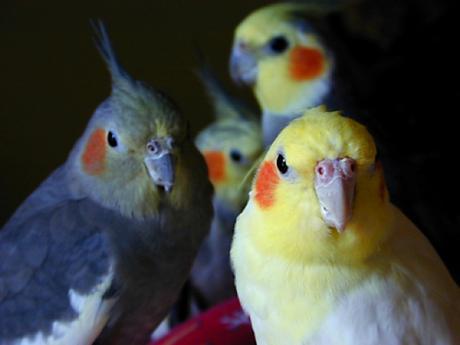 Intoxicación alimentaria de las aves