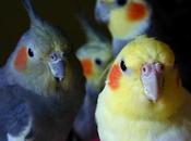 Intoxicación alimentaria aves