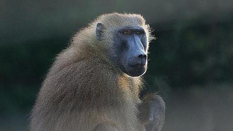 El mono con corazón de cerdo