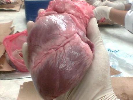 El mono con corazón de cerdo