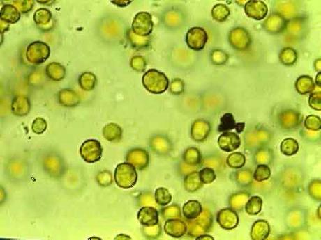 Bacterias se aliaron a algas para crear  nuevas especies hace 90 millones de años