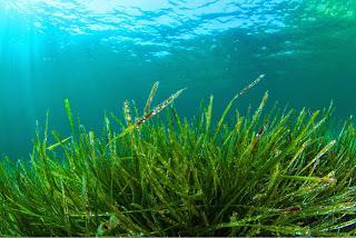 Bacterias se aliaron a algas para crear  nuevas especies hace 90 millones de años