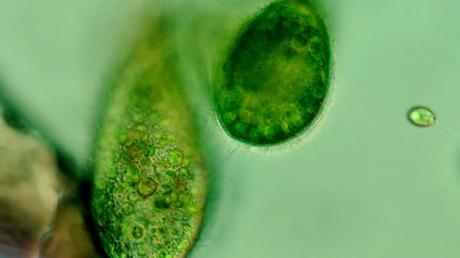 Bacterias se aliaron a algas para crear  nuevas especies hace 90 millones de años