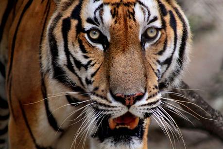 Los Tigres se han extinguido en Camboya