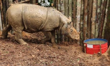 El rinoceronte de Sumatra es avistado en Indonesia por primera vez en 40 años