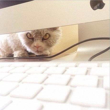 El gato más enfadado de Internet