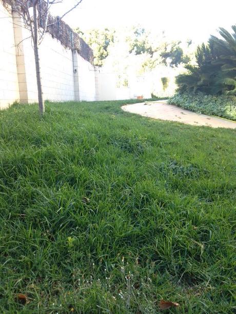 El césped, de otoño a primavera