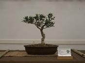 Exposición ASOCIACIÓ BONSAI VALLES Palet 2016