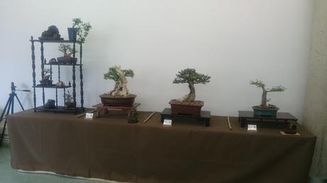 Exposición de la ASOCIACIÓ BONSAI DEL VALLES a Can Palet 2016