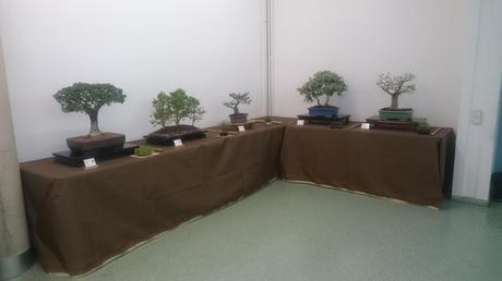 Exposición de la ASOCIACIÓ BONSAI DEL VALLES a Can Palet 2016