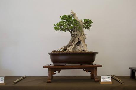 Exposición de la ASOCIACIÓ BONSAI DEL VALLES a Can Palet 2016