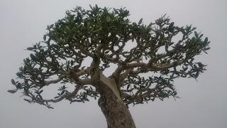 Exposición de la ASOCIACIÓ BONSAI DEL VALLES a Can Palet 2016