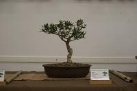 Exposición de la ASOCIACIÓ BONSAI DEL VALLES a Can Palet 2016